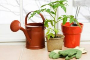 Garden in the garage